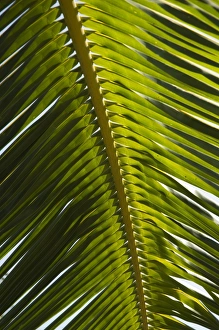 Palm leaf, Nicoya Pennisula, Costa Rica, Central America