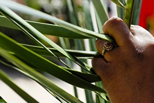 Palm Sunday Prints: Palm Sunday celebration, Paris, Ile de France, France, Europe