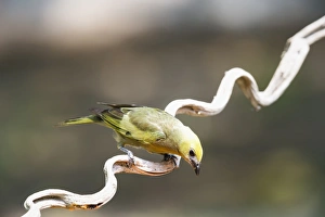 Green Colour Prints: Palm tanager (Thraupis palmarum), Pantanal, Mato Grosso, Brazil, South America