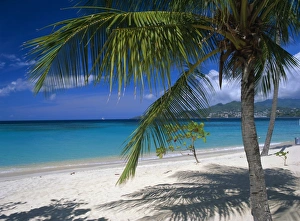 Windward Islands Prints: Palm tee and beach