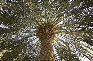 Branch Prints: Palm tree