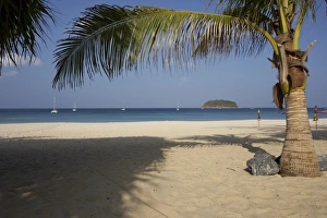 Palm tree in front