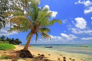 Northern Prints: Palm tree by the beach with boats in the water on a sunny day in northern Mauritius