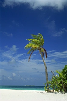 Palm tree on beach on the island of Nakatchafushi in