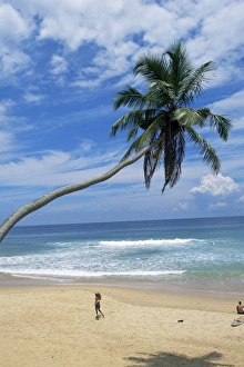 Sinelese Prints: Palm tree and coconut seller