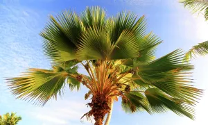 Botanical Prints: Palm tree details showing green fronds and light sky at sunset in Seychelles tropical setting on Praslin Island