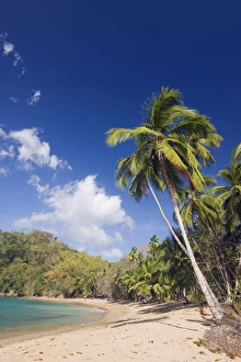 Tobago Prints: Palm tree fringed beach, Englishmans Bay, Tobago, Trinidad and Tobago, West Indies