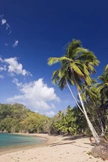 Images Dated 24th February 2010: Palm tree fringed beach, Englishmans Bay, Tobago, Trinidad and Tobago, West Indies