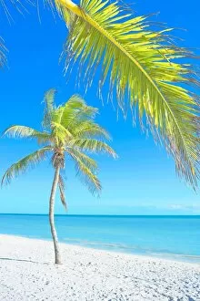 Palm tree on George Smathers Beach, Key West, Florida, United States of America