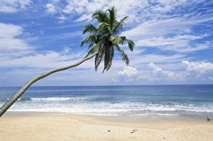 Sinelese Prints: Palm tree, Hikkaduwa beach