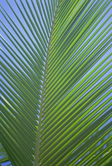 Frond Prints: Detail of a palm tree leaf (frond)