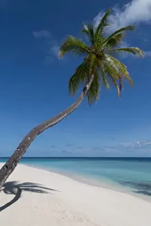 Leaning Prints: A palm tree leaning out to sea and a deserted beach on an island in the Northern Huvadhu Atoll