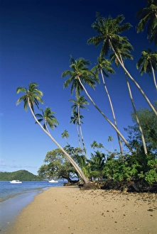 Matangi Island Prints: Palm tree lined beach on Matangi Island, with Qamea Island behind, Fiji