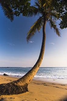 Mirissa Prints: Palm tree, Mirissa Beach, South Coast of Sri Lanka, Sri Lanka, Asia