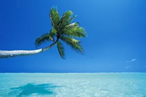 Palm tree overhanging the sea, Male Atoll, Maldives, Indian Ocean, Asia