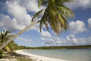 Images Dated 7th December 2007: Palm tree and sandy beach in Sun Bay in Vieques, Puerto Rico, West Indies