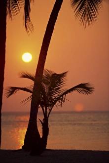 Honduras Prints: Palm tree silhouetted against the sunset at West Bay