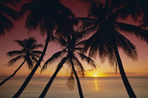 Tobago Prints: Palm tree silhouettes at Pigeon Point