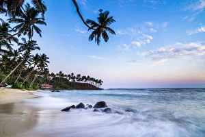 South Coast Prints: Palm tree at sunset, Mirissa Beach, South Coast, Southern Province, Sri Lanka, Asia