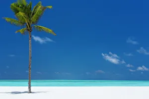 One Object Prints: Palm tree and tropical beach, The Maldives, Indian Ocean, Asia
