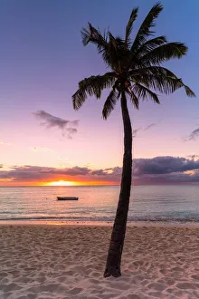 Purple Prints: Palm tree on tropical beach during sunset, Le Morne Brabant, Black River district