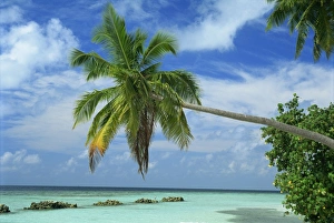 Nakatchafushi Prints: Palm tree on the tropical island of Nakatchafushi in