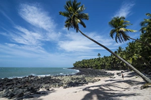 Palm tree on a white sand beach on Saint Joseph Island, Iles du Salut, French Guiana