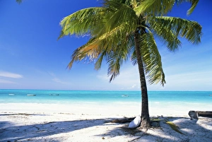 Tanzania Prints: Palm tree, white sandy beach and Indian Ocean, Jambiani, island of Zanzibar