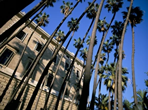 Palm trees