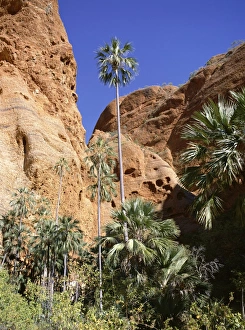 Palm trees at approach to Echidna chasm, Purnululu National Park, UNESCO World Heritage Site Palm trees at approach to Echidna chasm, Purnululu National Park, UNESCO World Heritage Site