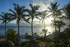 South Pacific Gallery: Palm trees in backlight in Niue, South Pacific, Pacific