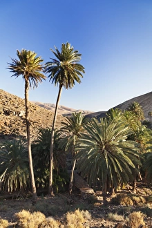 Palm trees, Barranco de la Madre de Agua, near Ajuy, Fuerteventura, Canary Islands, Spain, Atlantic, Europe