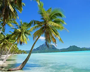 Images Dated 30th July 2008: Palm trees and beach