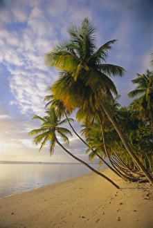 Palm trees and beach