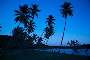 Morris Bay Prints: Palm trees and beach at dusk, Morris Bay