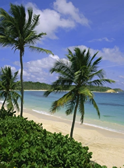 Vacationing Prints: Palm trees and beach, Half Moon Bay, Antigua, Leeward Islands, Caribbean
