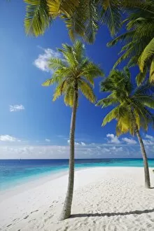 Images Dated 27th November 2010: Palm trees on beach, Maldives, Indian Ocean, Asia
