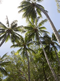 Cairns Prints: Palm trees on beach at Palm Cove, Cairns, North Queensland, Australia, Pacific