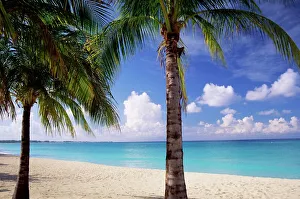 Leisure Activity Prints: Palm trees, beach and still turquoise sea, Seven Mile beach, Grand Cayman