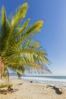 Arecaceae Prints: Palm trees on this beautiful surf beach near Mal Pais, far south of Nicoya Peninsula