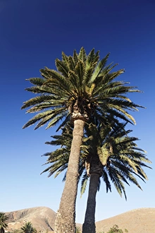 Betancuria Prints: Palm trees, Betancuria, Fuerteventura, Canary Islands, Spain, Atlantic, Europe