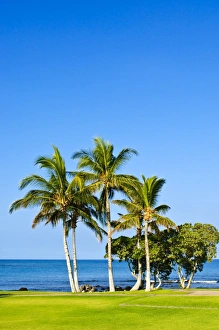 Tropics Prints: Palm trees, Big Island, Hawaii, United States of America, North America
