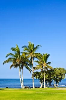 Images Dated 23rd March 2008: Palm trees, Big Island, Hawaii, United States of America, North America
