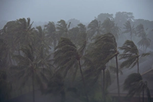 Raining Prints: Palm trees blowing in a tropical storm