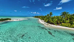 Lagoons Prints: Palm trees at the blue lagoon, Fakarava