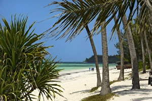 Bwejuu Beach Prints: Palm trees, Bwejuu Beach, Zanzibar, Tanzania, Indian Ocean, East Africa, Africa