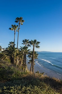 Palm trees above the cliffs in Cardiff, California, United States of America, North