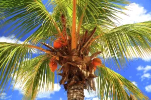 Relax Prints: Palm trees with coconuts growing under blue sky in Flic en Flac