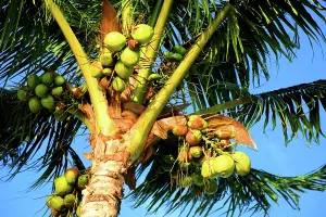 Botanical Prints: Palm trees show coconuts thriving under the blue sky in Mauritius near the coast of Point aux Piments