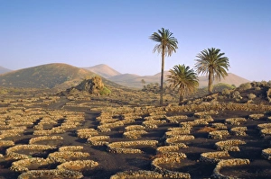 Canary Island Prints: Palm trees and cultivation in volcanic soil
